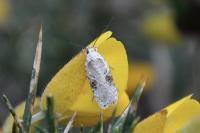 Agonopterix alstroemeriana