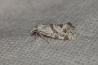 Aethes languidana