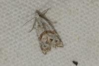 Aethes languidana