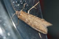 Oxypteron schawerdai