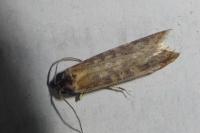 Oxypteron schawerdai