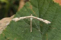 Platyptilia iberica