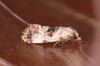 Neocochylis hybridella