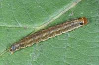 Syndemis musculana