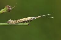 Coleophora lixella