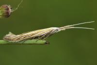 Coleophora lixella