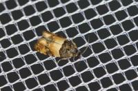 Lobesia bicinctana
