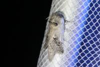 Parahypopta caestrum