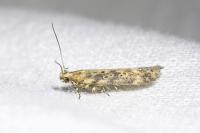 Scrobipalpa ocellatella