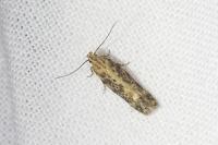 Scrobipalpa ocellatella