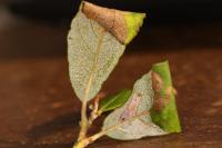 Caloptilia stigmatella