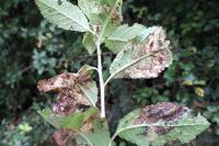 Lyonetia prunifoliella