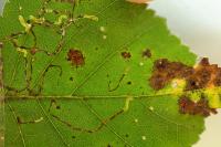 Stigmella betulicola