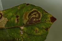 Stigmella salicis
