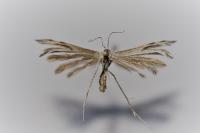Calyciphora adamas