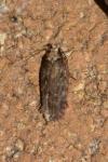 Depressaria douglasella