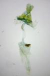 Depressaria douglasella