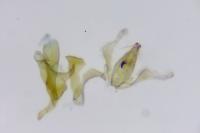 Aproaerema cinctella
