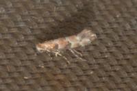 Phyllonorycter trifasciella