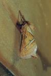Triodia sylvina