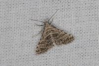 Alucita grammodactyla