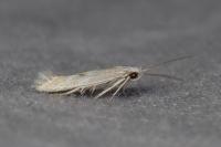 Ptocheuusa paupella