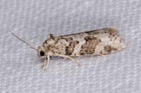 Cnephasia genitalana