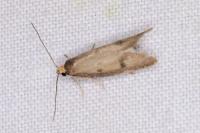 Agnoea josephinae