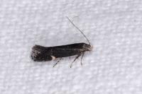Aproaerema anthyllidella