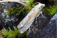 Eucosma