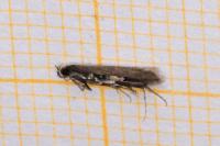 Oxypteryx unicolorella