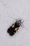 Teleiodes luculella