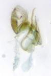 Aproaerema anthyllidella