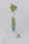 Oxypteryx unicolorella