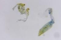 Oxypteryx unicolorella