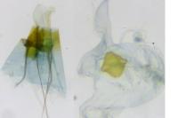 Teleiodes luculella