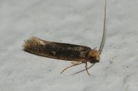 Monopis nigricantella