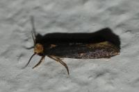 Monopis nigricantella