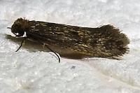 Tinea