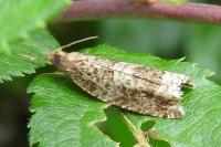Celypha