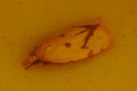 Agapeta hamana