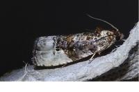 Hedya nubiferana