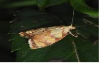 Acleris bergmanniana