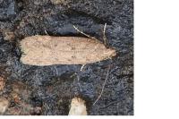 Bryotropha