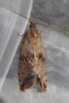 Celypha striana