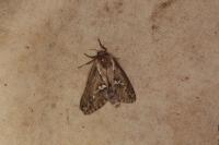 Korscheltellus lupulinus