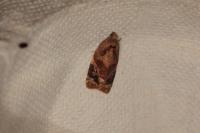 Ditula angustiorana