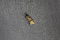 Agapeta hamana
