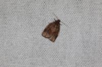 Clepsis consimilana