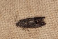 Cydia pomonella